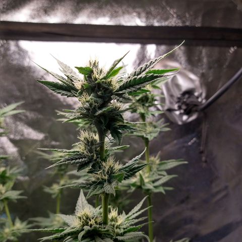 Apple Fritter X Jealousy  growlog timeline photo