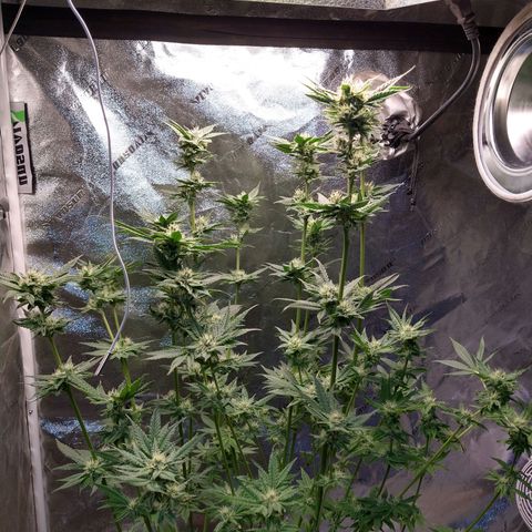 Apple Fritter X Jealousy  growlog timeline photo