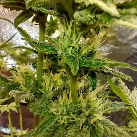 Apple Fritter X Jealousy  growlog timeline photo