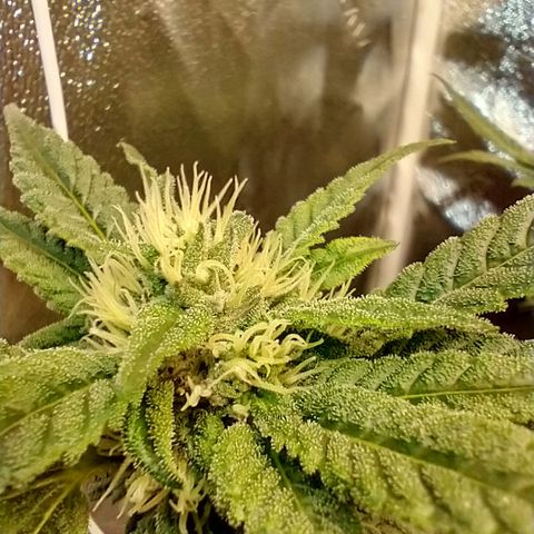 Apple Fritter X Jealousy  growlog timeline photo