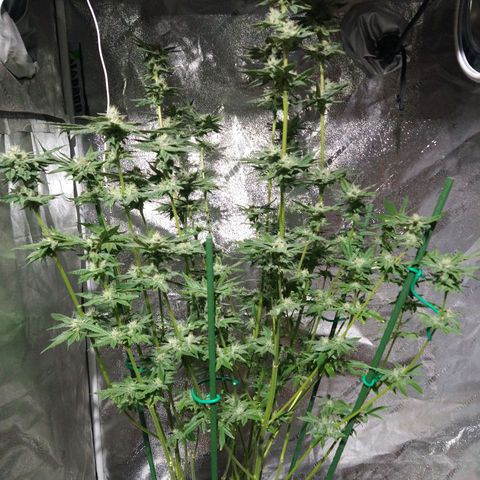 Apple Fritter X Jealousy  growlog timeline photo