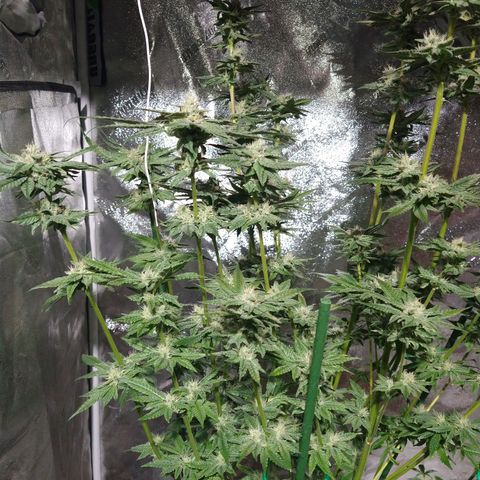 Apple Fritter X Jealousy  growlog timeline photo