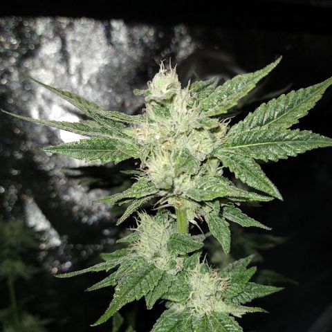 Apple Fritter X Jealousy  growlog timeline photo