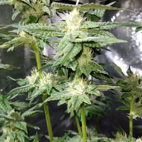 Apple Fritter X Jealousy  growlog timeline photo