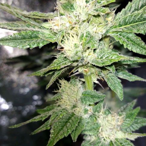 Apple Fritter X Jealousy  growlog timeline photo