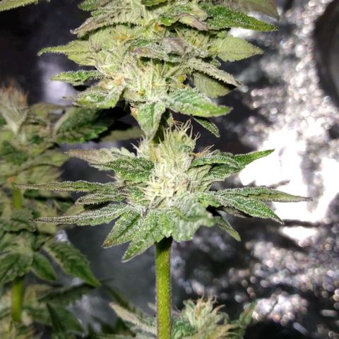 Apple Fritter X Jealousy  growlog timeline photo
