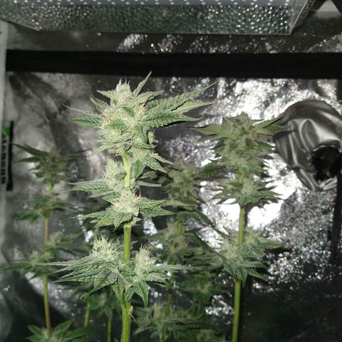 Apple Fritter X Jealousy  growlog timeline photo