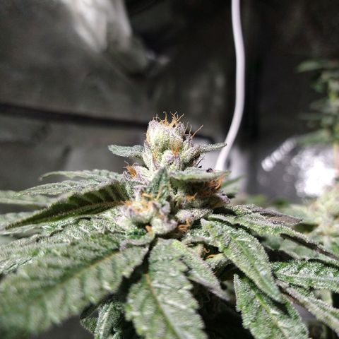 Apple Fritter X Jealousy  growlog timeline photo