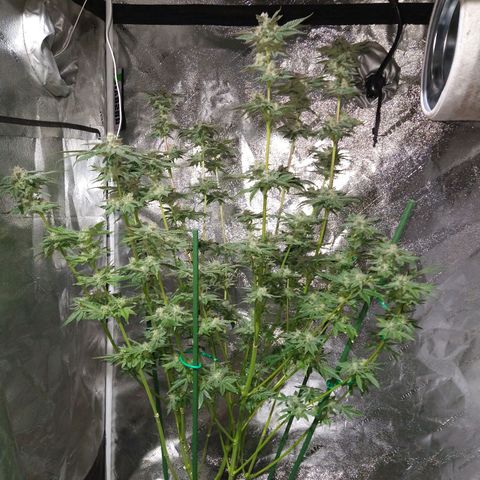 Apple Fritter X Jealousy  growlog timeline photo