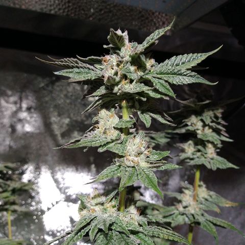 Apple Fritter X Jealousy  growlog timeline photo