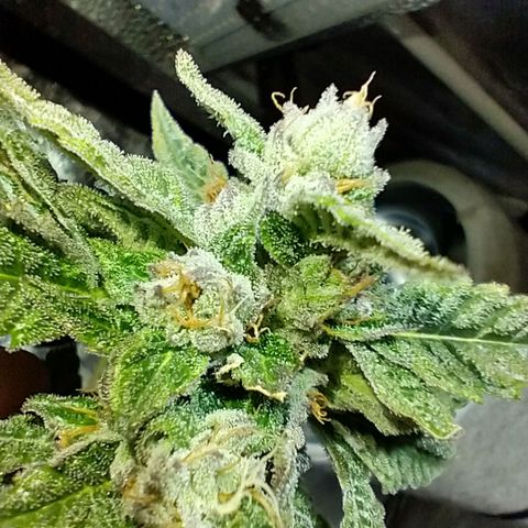 Apple Fritter X Jealousy  growlog timeline photo