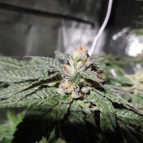 Apple Fritter X Jealousy  growlog timeline photo