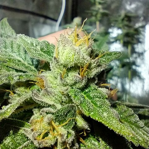 Apple Fritter X Jealousy  growlog timeline photo