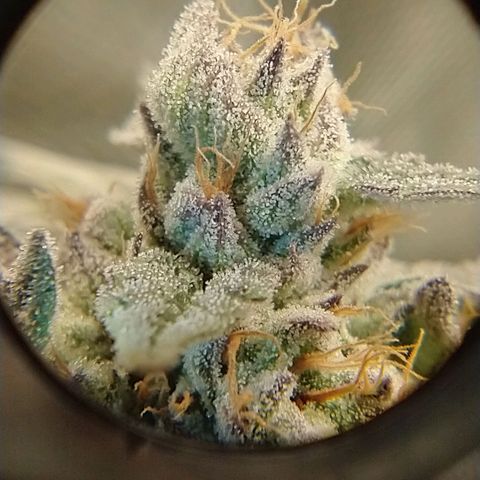 Apple Fritter X Jealousy  growlog timeline photo