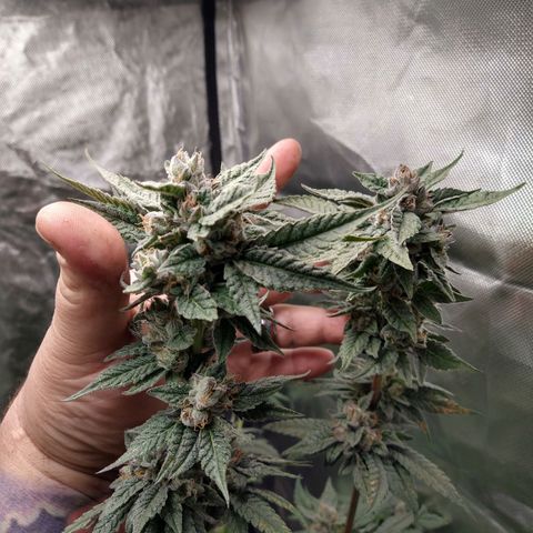 Apple Fritter X Jealousy  growlog timeline photo