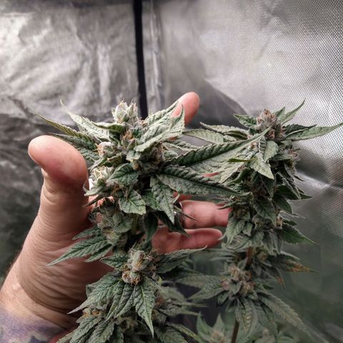 Apple Fritter X Jealousy  growlog timeline photo