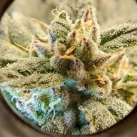 Apple Fritter X Jealousy  growlog timeline photo
