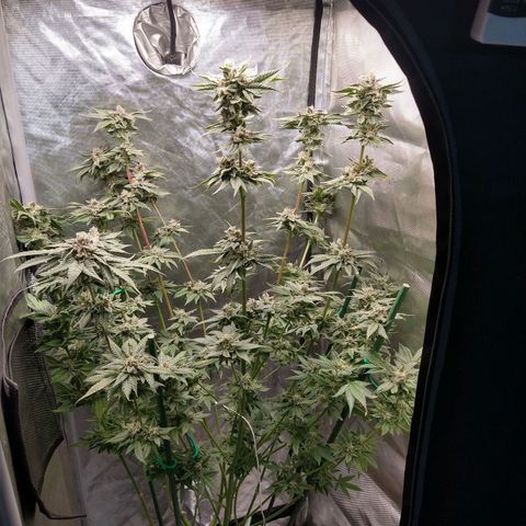 Apple Fritter X Jealousy  growlog timeline photo