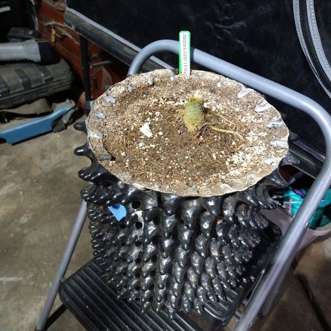 Apple Fritter X Jealousy  growlog photo: Chopped 