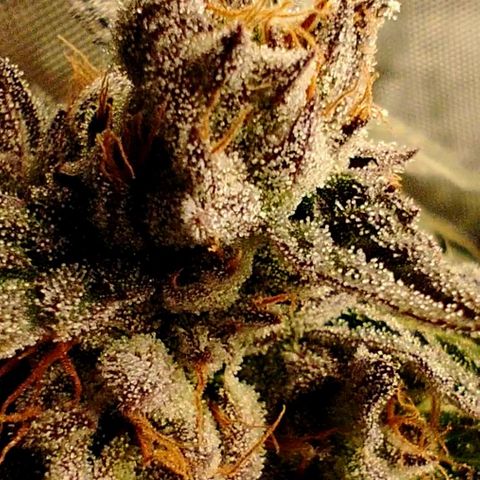 Apple Fritter X Jealousy  growlog timeline photo