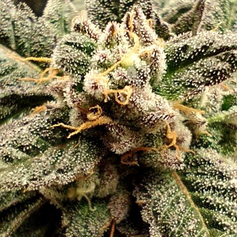 Apple Fritter X Jealousy  growlog timeline photo