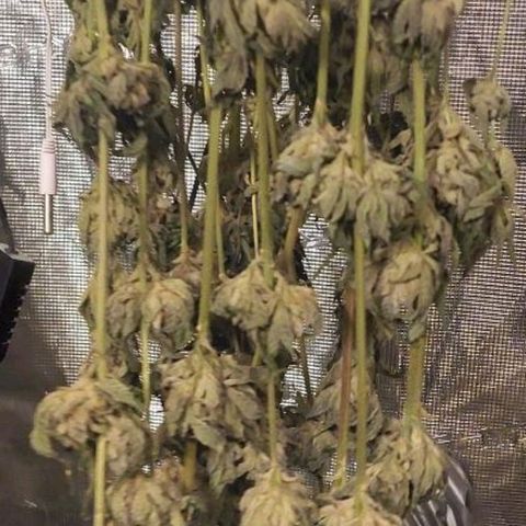 Apple Fritter X Jealousy  growlog timeline photo