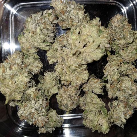 Apple Fritter X Jealousy  growlog timeline photo