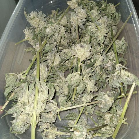 Apple Fritter X Jealousy  growlog timeline photo