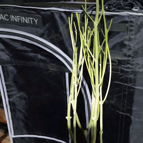 Apple Fritter X Jealousy  growlog timeline photo