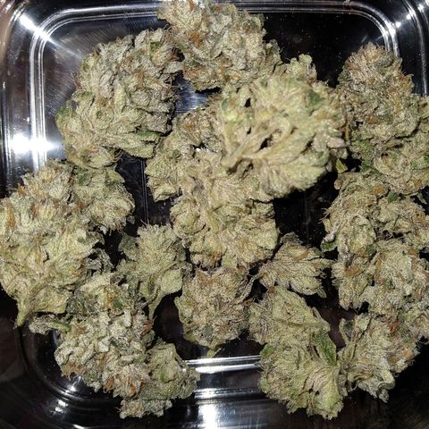 Apple Fritter X Jealousy  growlog timeline photo