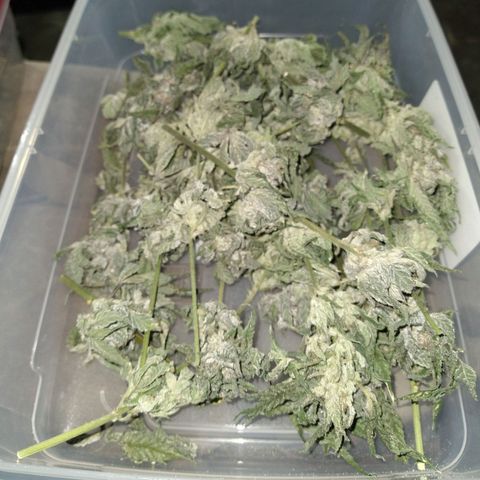 Apple Fritter X Jealousy  growlog timeline photo