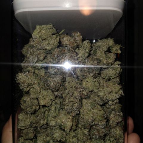 Apple Fritter X Jealousy  growlog photo: 72.2 grams dry weight trimmed by hand.