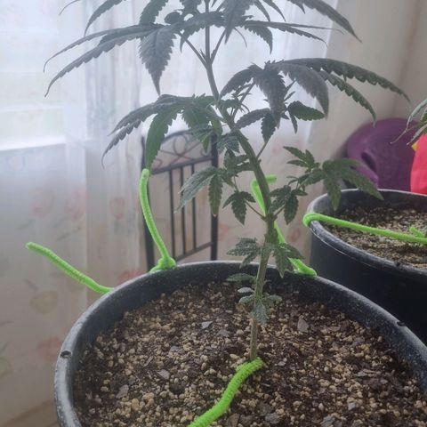 Peanut Butter OGKB growlog timeline photo