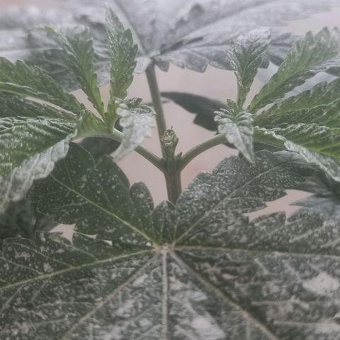 Peanut Butter OGKB growlog timeline photo