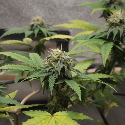 Peanut Butter OGKB growlog timeline photo