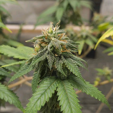 Peanut Butter OGKB growlog timeline photo