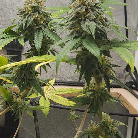Peanut Butter OGKB growlog timeline photo