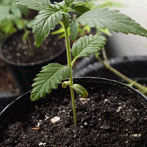 Red Mandarine F1 Fast Version #7 growlog timeline photo