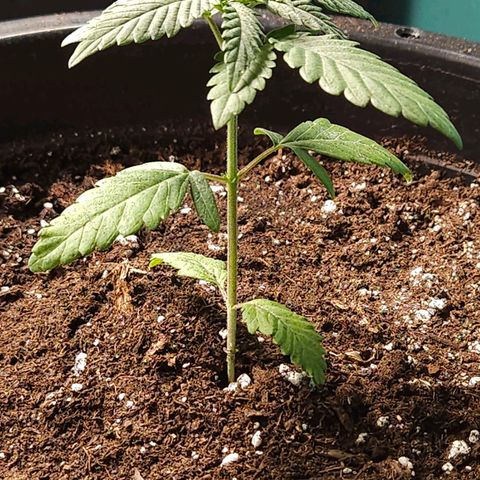 Red Mandarine F1 Fast Version #7 growlog timeline photo