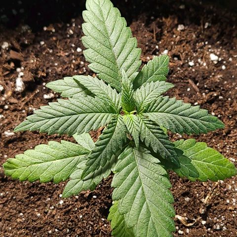 Red Mandarine F1 Fast Version #7 growlog timeline photo