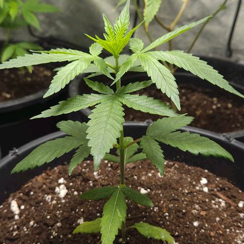 Red Mandarine F1 Fast Version #7 growlog timeline photo