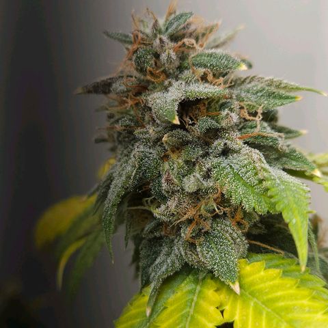Peanut Butter OGKB growlog timeline photo