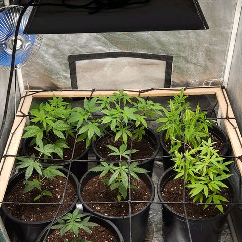 Red Mandarine F1 Fast Version #7 growlog timeline photo