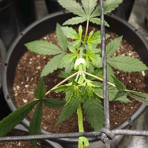 Red Mandarine F1 Fast Version #7 growlog timeline photo