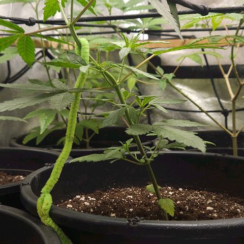 Red Mandarine F1 Fast Version #7 growlog timeline photo