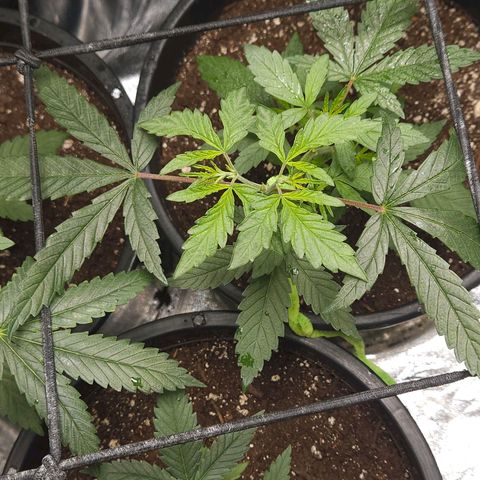 Red Mandarine F1 Fast Version #7 growlog timeline photo