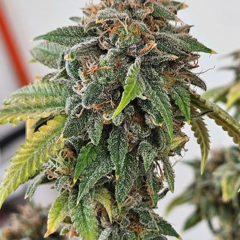 Peanut Butter OGKB growlog timeline photo