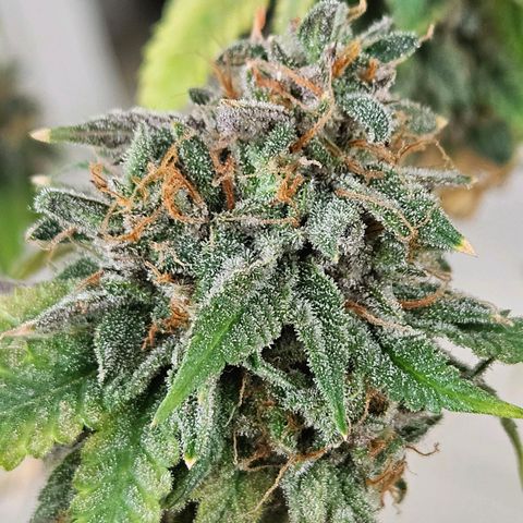 Peanut Butter OGKB growlog timeline photo