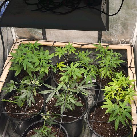 Red Mandarine F1 Fast Version #7 growlog timeline photo
