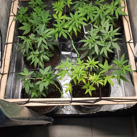Red Mandarine F1 Fast Version #7 growlog timeline photo
